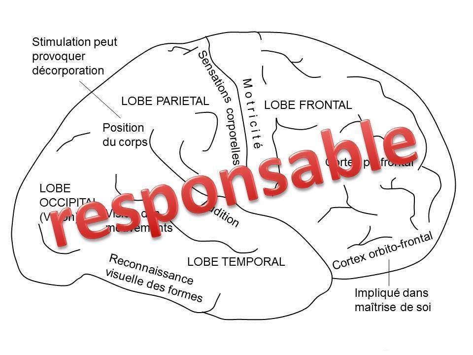 Cerveau et responsabilité